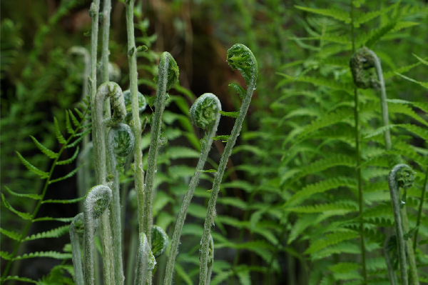 In the Landscape: Lens on the Forest - Wildflowers & Ferns